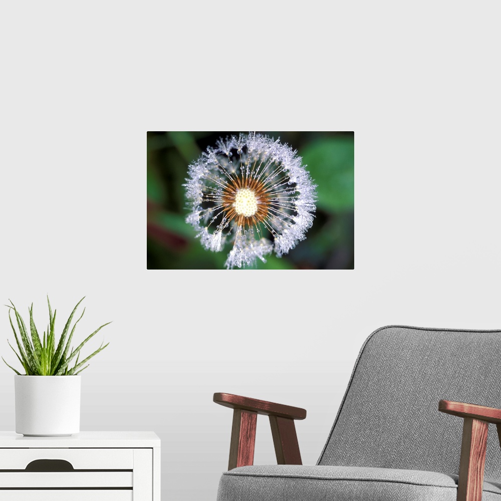 A modern room featuring Dandelion seed head. Close-up of dew drops on a dandelion (Taraxacum offinale) seed head. The see...