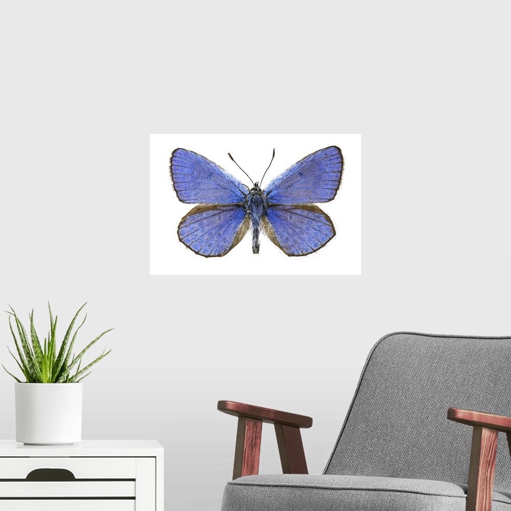 A modern room featuring Escher's blue (Polyommatus escheri) butterfly. This butterfly is found in Southern Europe and Mor...