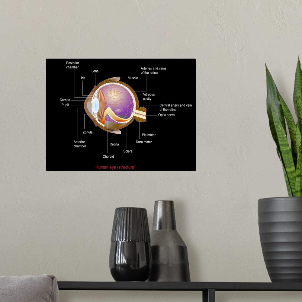A modern room featuring Eye anatomy, computer artwork. At the front of the eye is the cornea, a transparent coating. Behi...