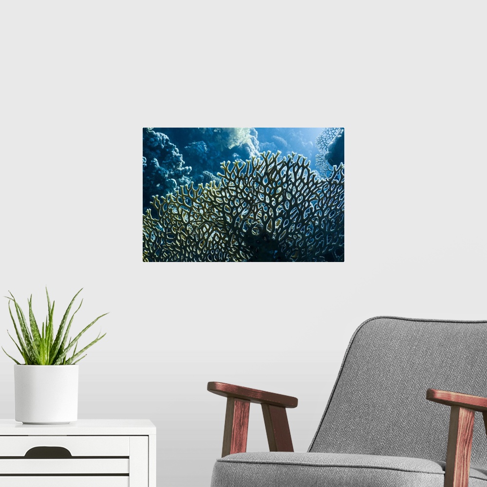 A modern room featuring Fire coral (Millepora dichotoma). Fire corals are not true corals, but hydrozoans or hydroids. Vi...