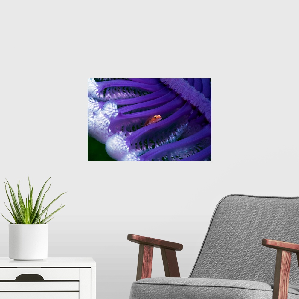 A modern room featuring Small fish hiding in a sea pen (Virgularia sp.). Sea pens are colonial organisms related to sea f...