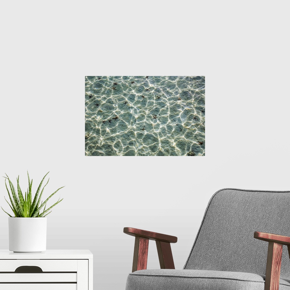 A modern room featuring Horned starfish (Protoreaster nodosus) on a sandy seabed with sunlight dapple on the water. Photo...