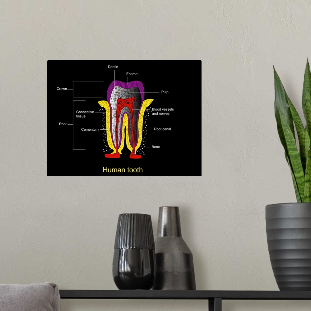 A modern room featuring Human tooth anatomy. Diagram of a cross-section through a human tooth to show its anatomical stru...