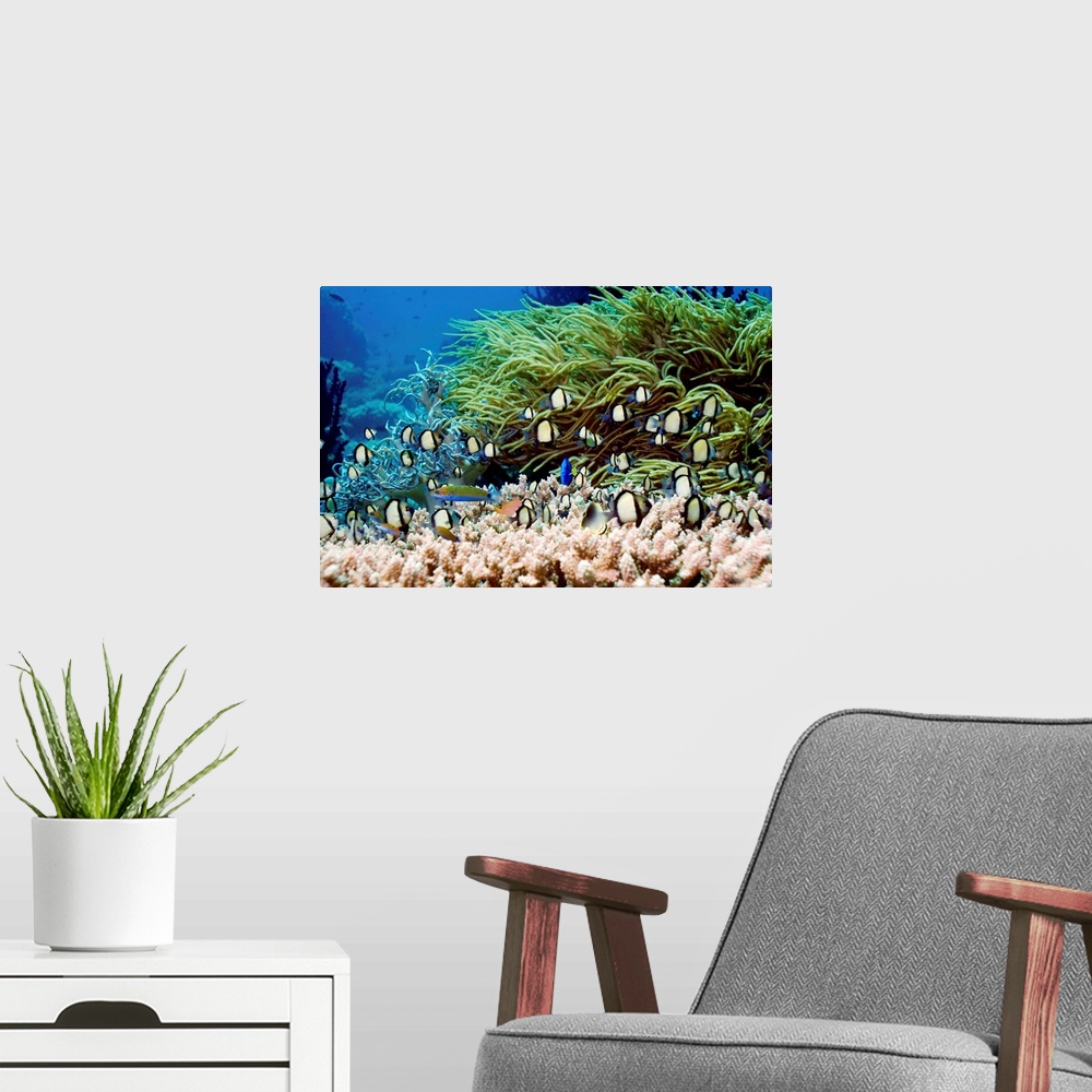A modern room featuring Indian dascyllus damselfish (Dascyllus carneus) swimming over table coral. These reefs provide sh...