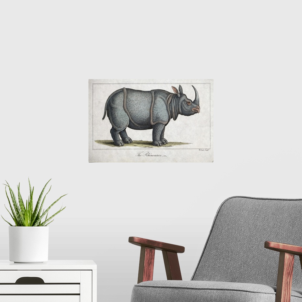 A modern room featuring Indian rhinoceros (Rhinoceros unicornis), 19th-century illustration. This artwork is a copperplat...