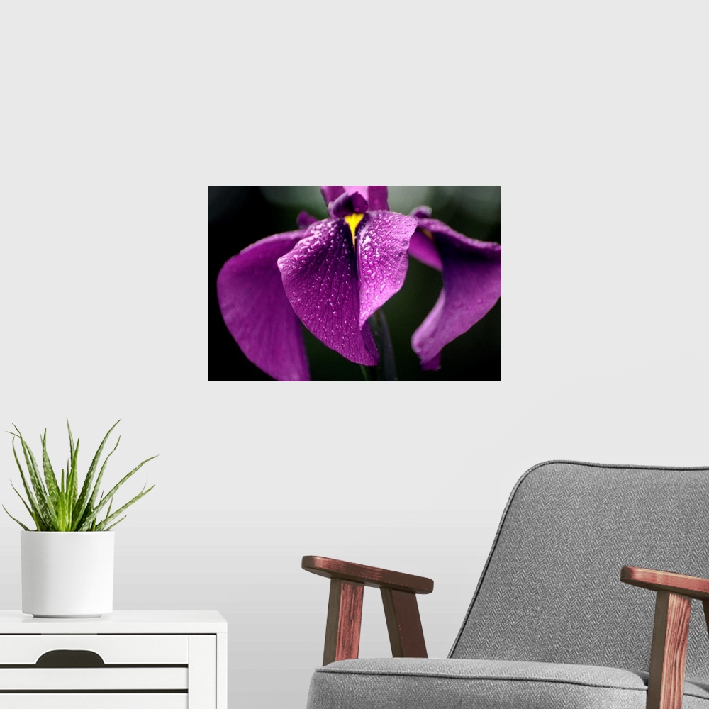 A modern room featuring Japanese water iris flower (Iris ensata).