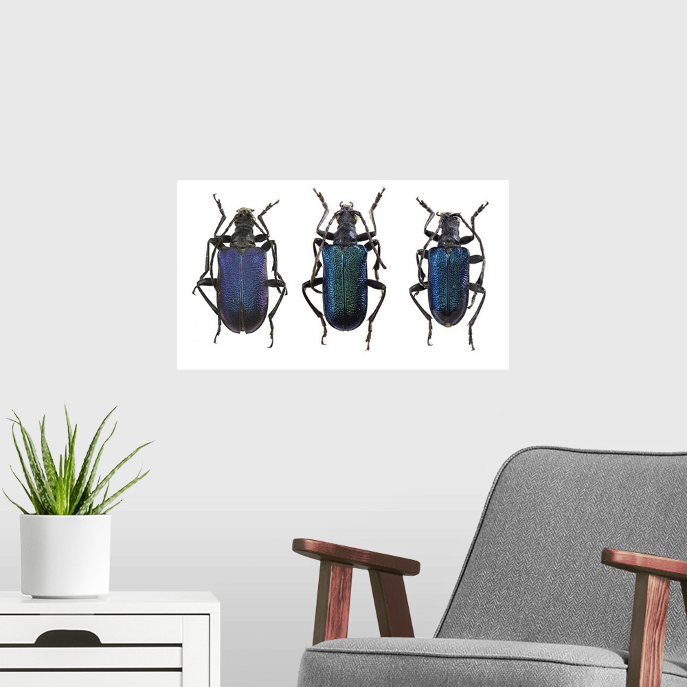 A modern room featuring Longhorn beetles. View of the upper side of three Gaurotes virginea longhorn beetles. This beetle...