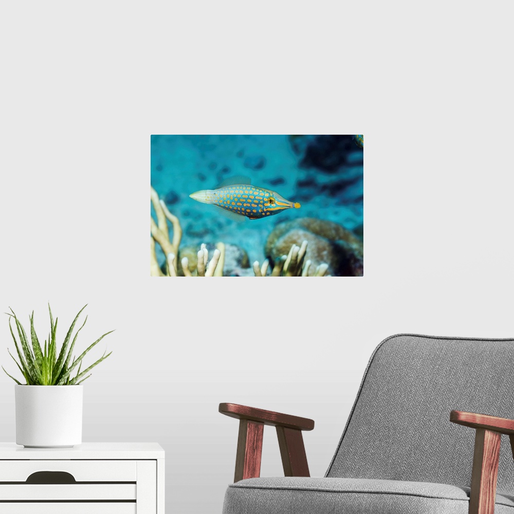 A modern room featuring Longnose filefish (Oxymonacanthus longirostris) on a coral reef. This fish, also called the orang...