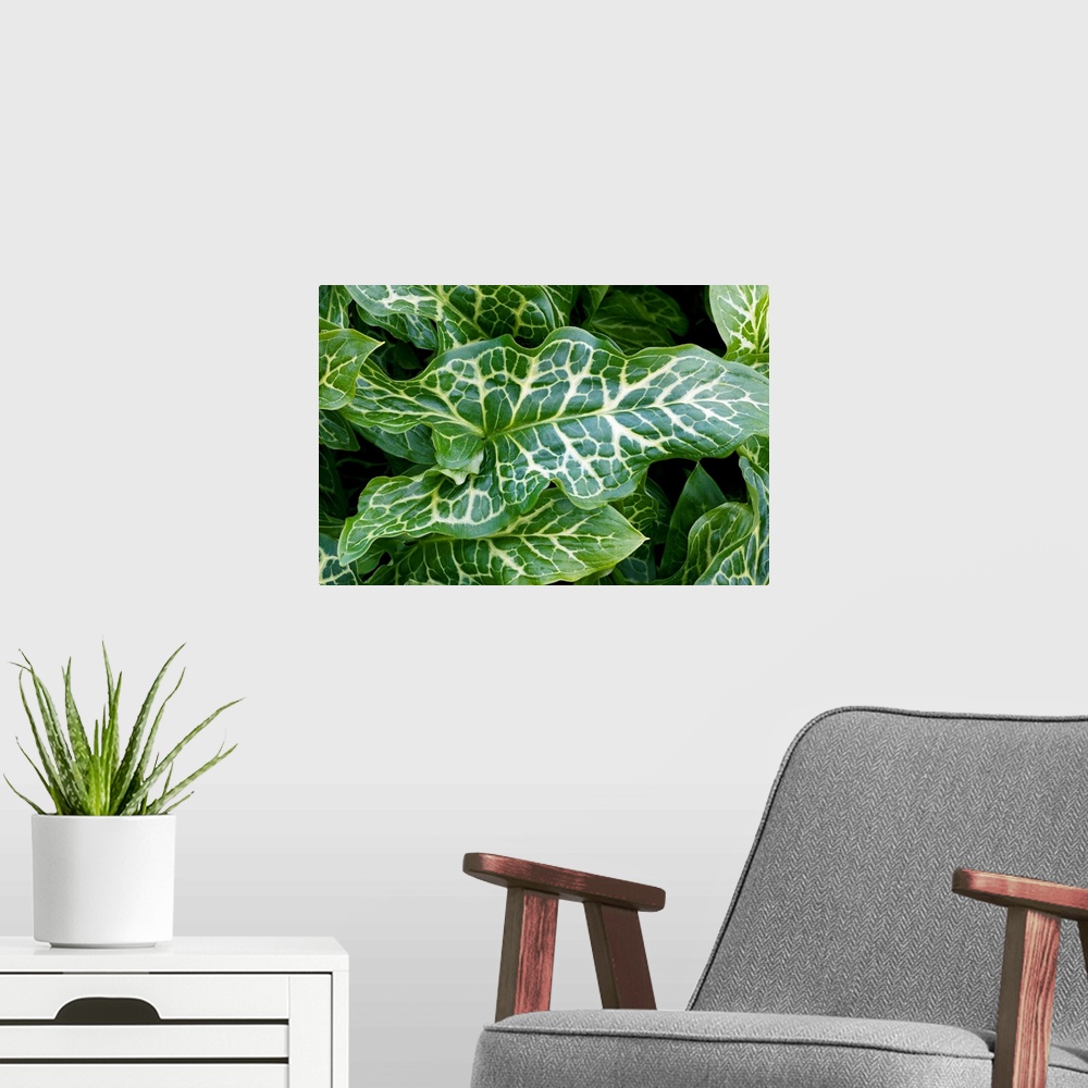 A modern room featuring Lords and ladies foliage (Arum italicum 'Pictum').