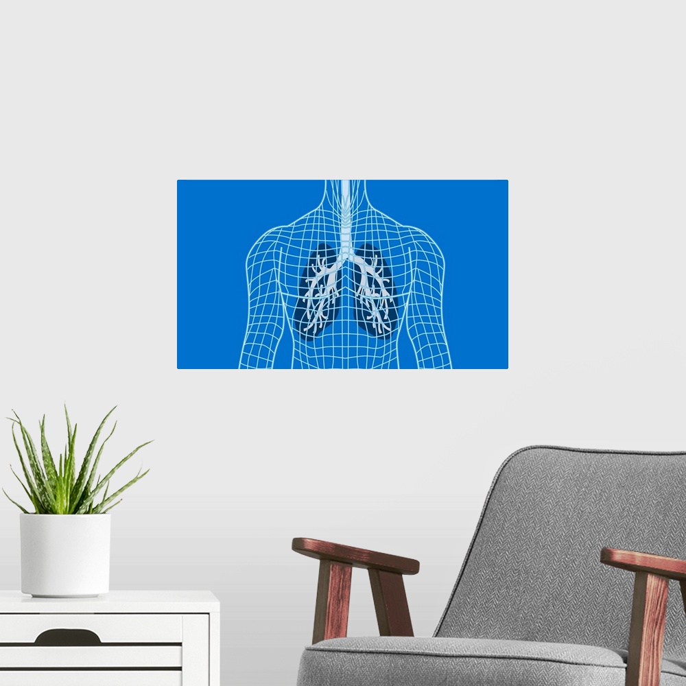 A modern room featuring Lungs in a wireframe body, computer artwork. The windpipe (trachea, grey) runs downwards from the...