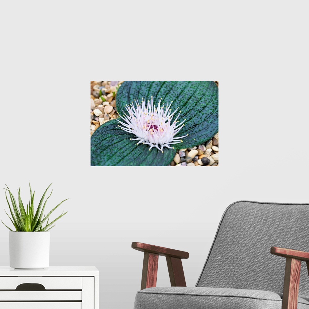 A modern room featuring Massonia pustulata plant in flower.