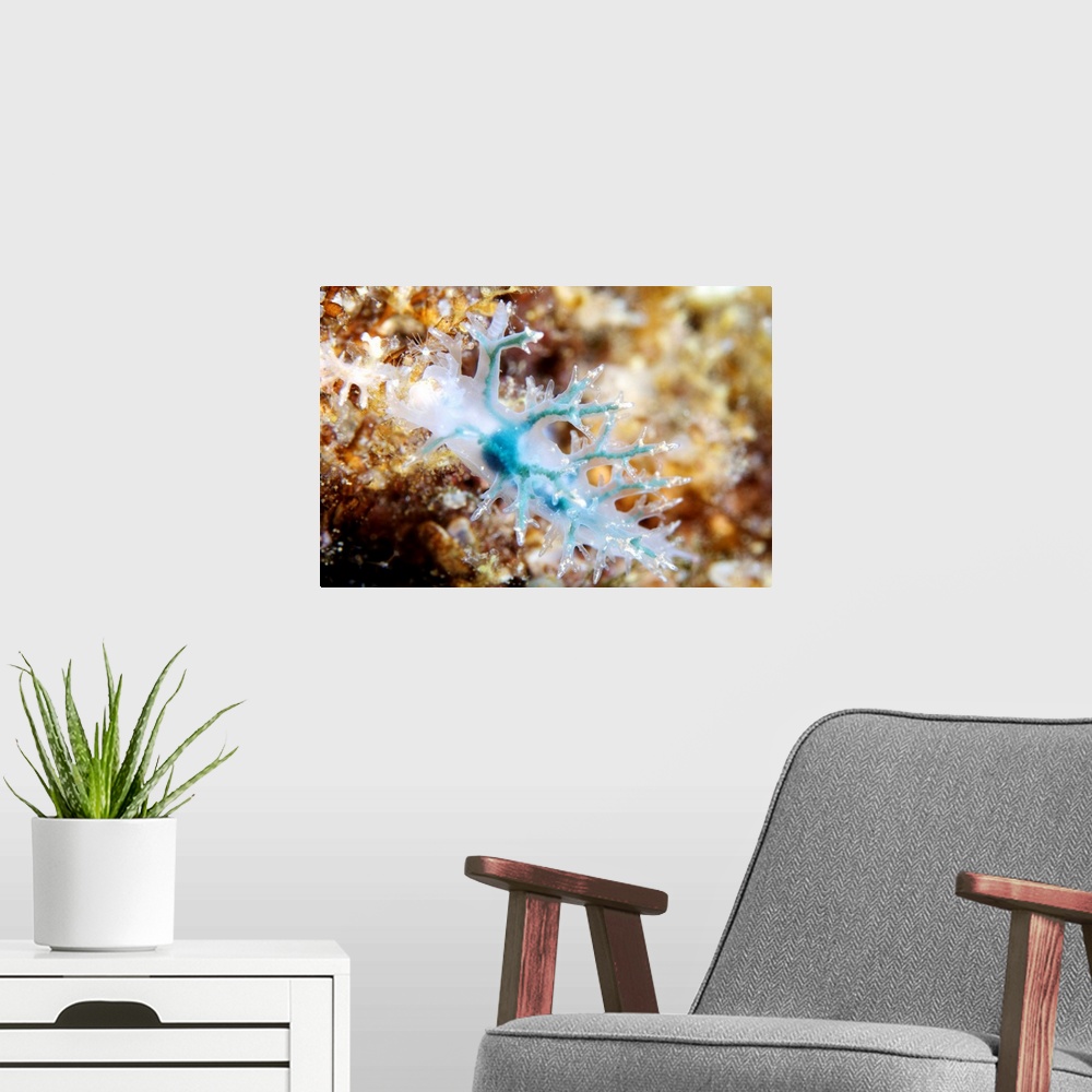 A modern room featuring Nudibranch. Blue form of the nudibranch Dendronotus frondosus. Nudibranchs (sea slugs) are shell-...