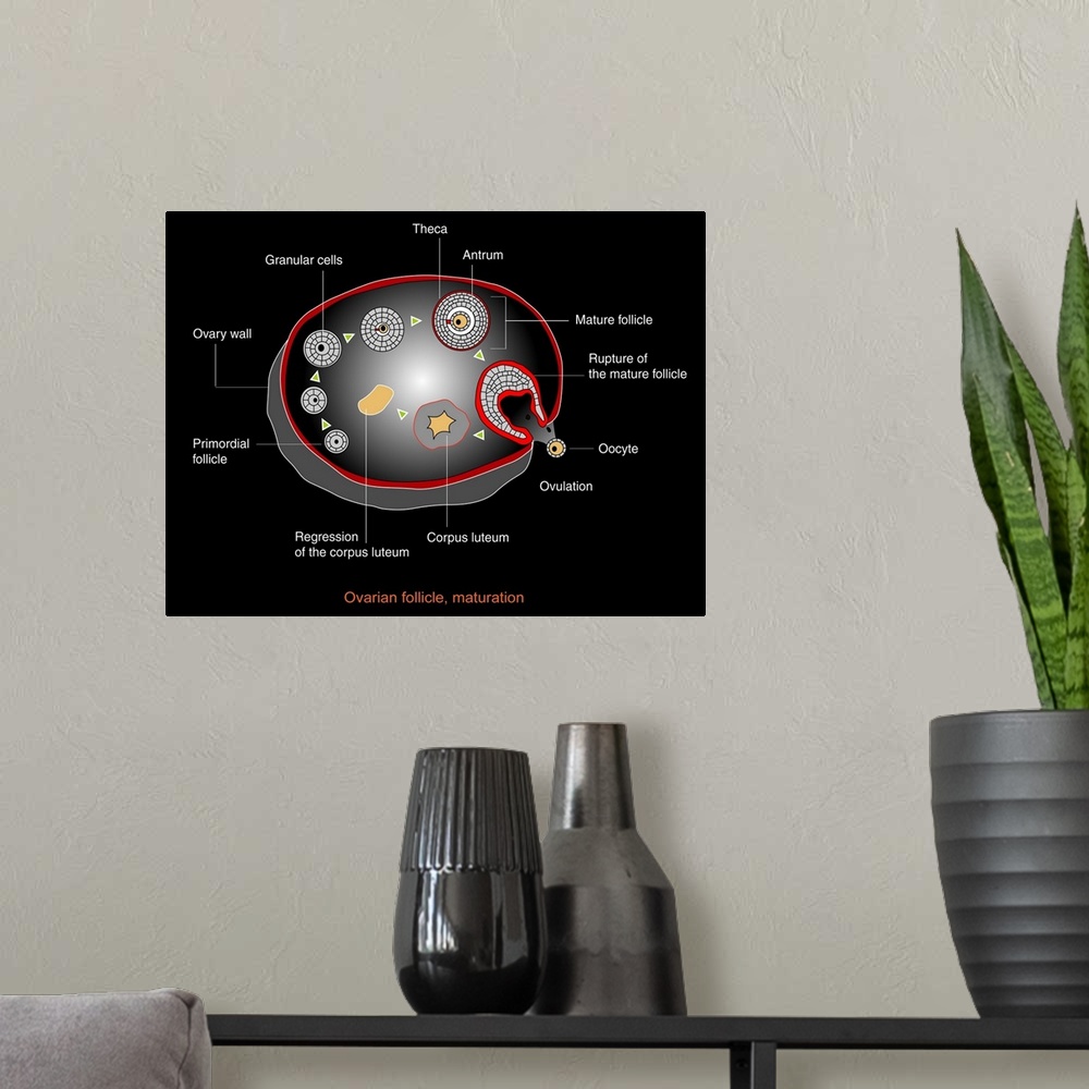 A modern room featuring Ovarian cycle, computer artwork. Once sexual maturity is reached up to 20 oocytes start developin...