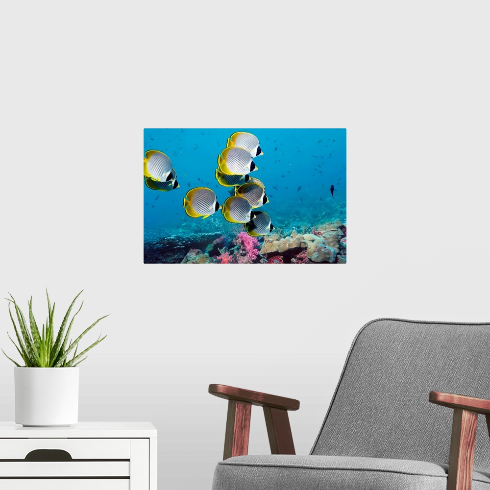 A modern room featuring Panda butterflyfish (Chaetodon adiergastos) over a coral reef. This fish reaches a length of arou...
