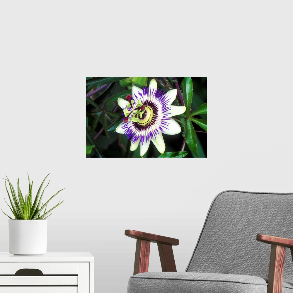 A modern room featuring Passion flower (Passiflora sp.).