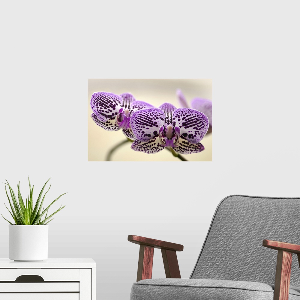 A modern room featuring Moth orchid (Phalaenopsis sp.) flowers.