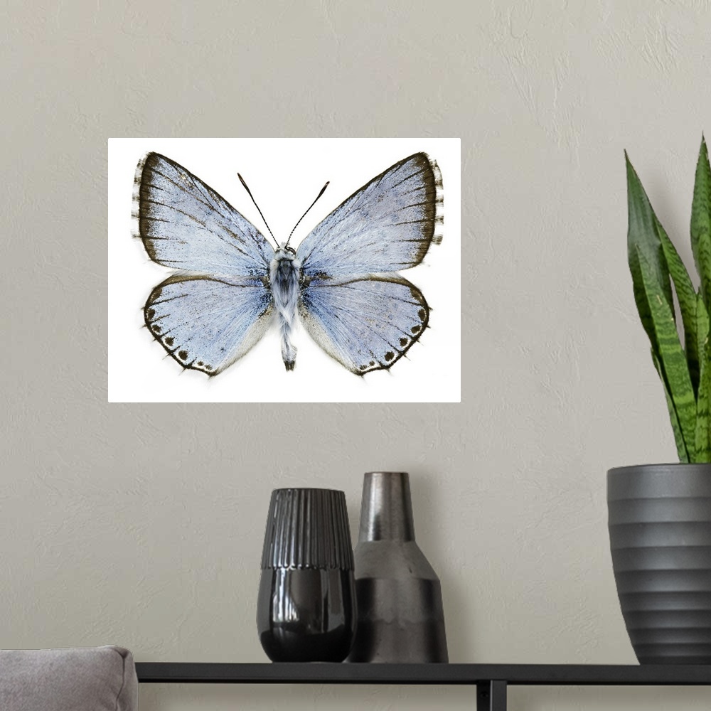 A modern room featuring Polyommatus caelestissima butterfly. This butterfly is found in the Palaearctic ecozone. Specimen...