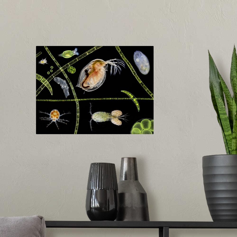 A modern room featuring Pond life, macrophotograph. At centre is a water flea (Daphnia sp.). A copepod (Cyclops sp.) carr...