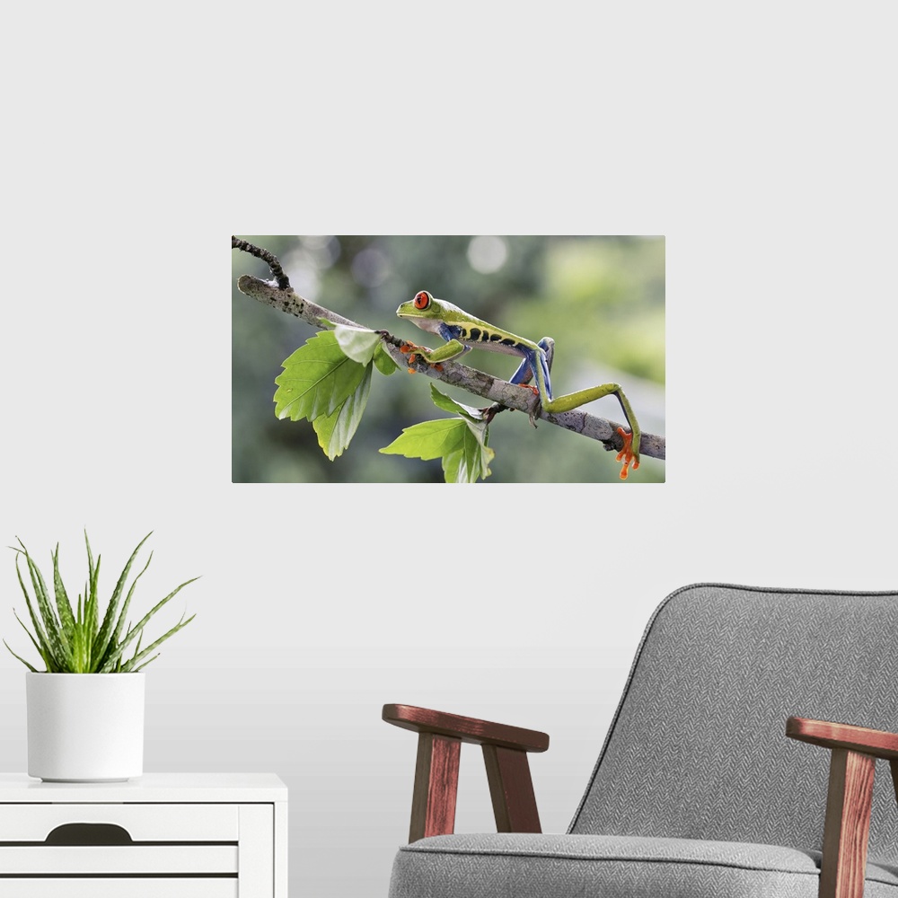A modern room featuring Red-eyed tree frog (Agalychnis callidryas) in a tree. This frog is found in the tropical rainfore...