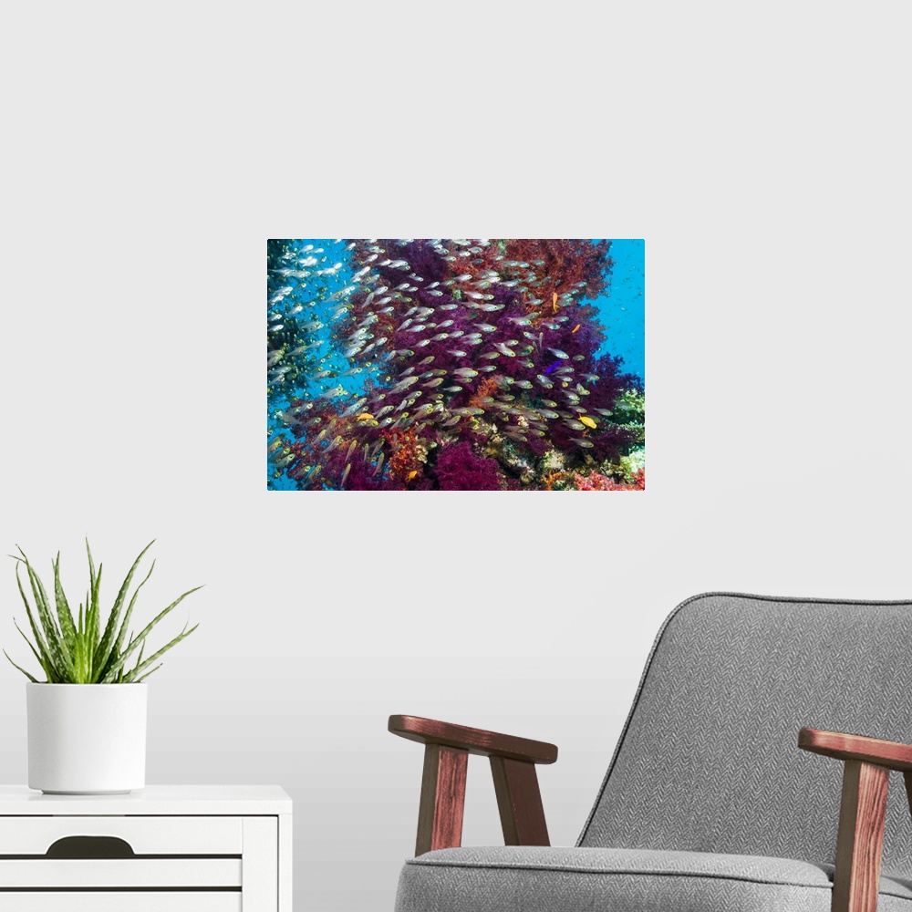 A modern room featuring Coral reef with red sea dwarf sweepers (Parapriacanthus guentheri) and soft corals (Dendronephthy...