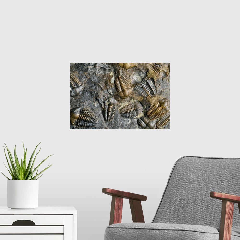 A modern room featuring Trilobite fossils. Rock containing a number of trilobite fossils (Ellipsocephalus hoffi) from the...