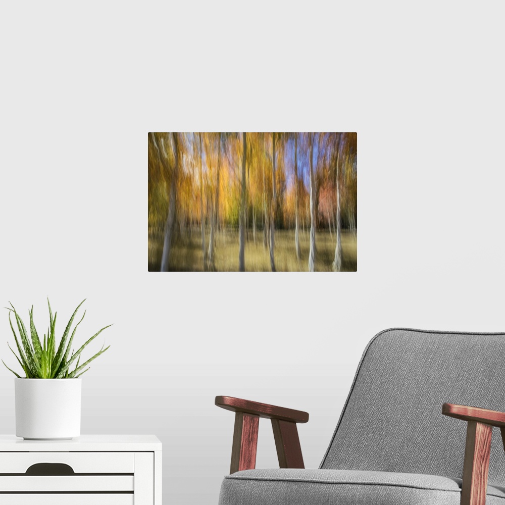 A modern room featuring Aspen trees and fall color foliage with camera blur movement