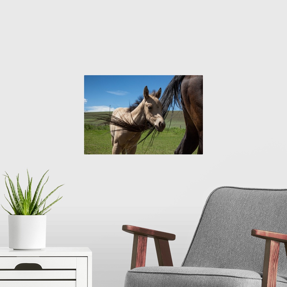 A modern room featuring Baby foal with mother in the Palouse region of Washington.