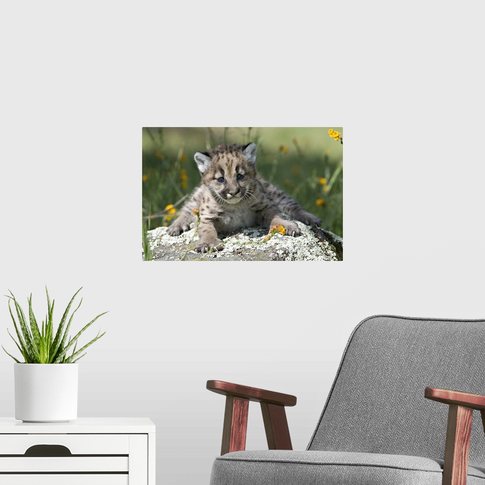 A modern room featuring Baby mountain lion in the woods, Yosemite, California