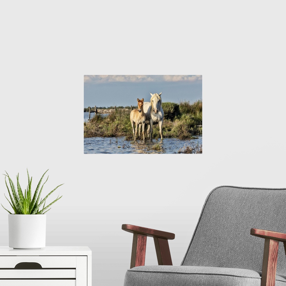 A modern room featuring Mother and foal Camargue horse in the south of France.