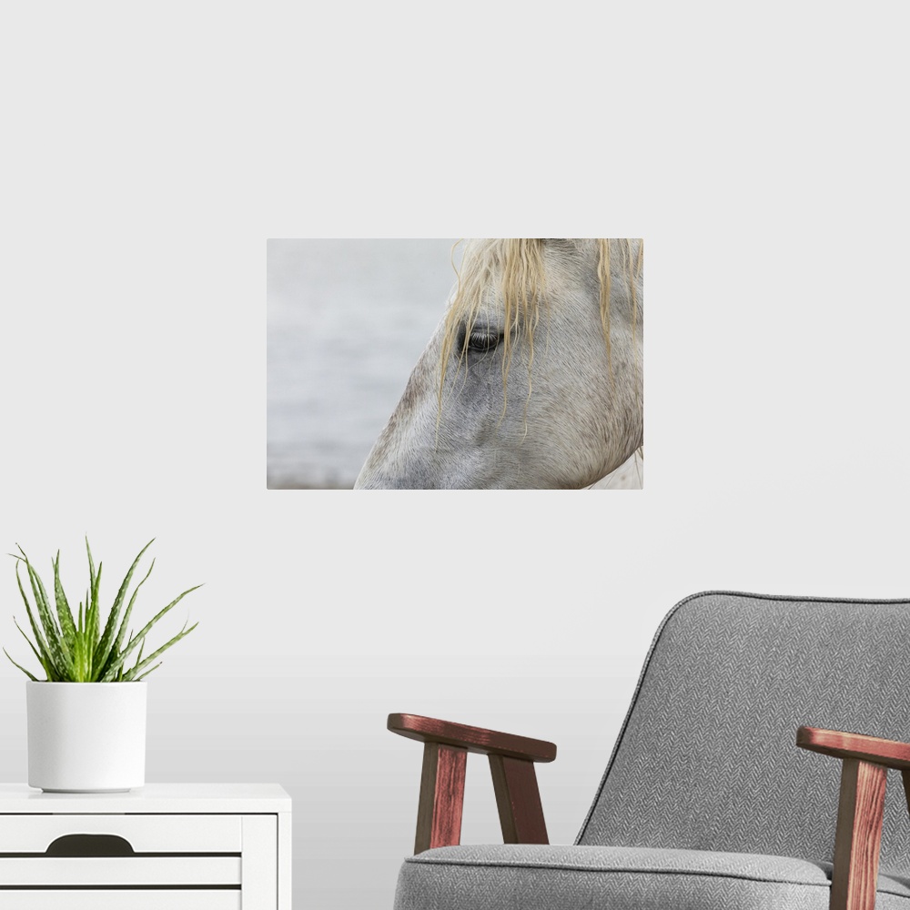A modern room featuring Close up of a white horse of the Camargue in the south of France.