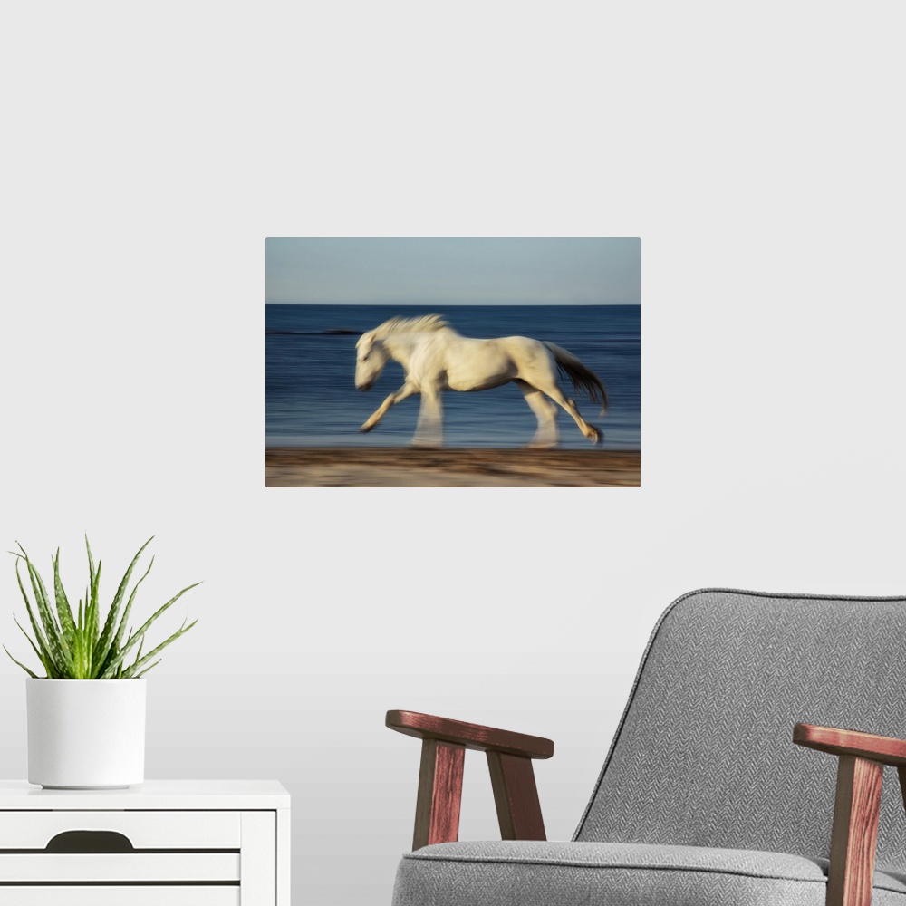 A modern room featuring The white horses of the Camargue in the south of France.
