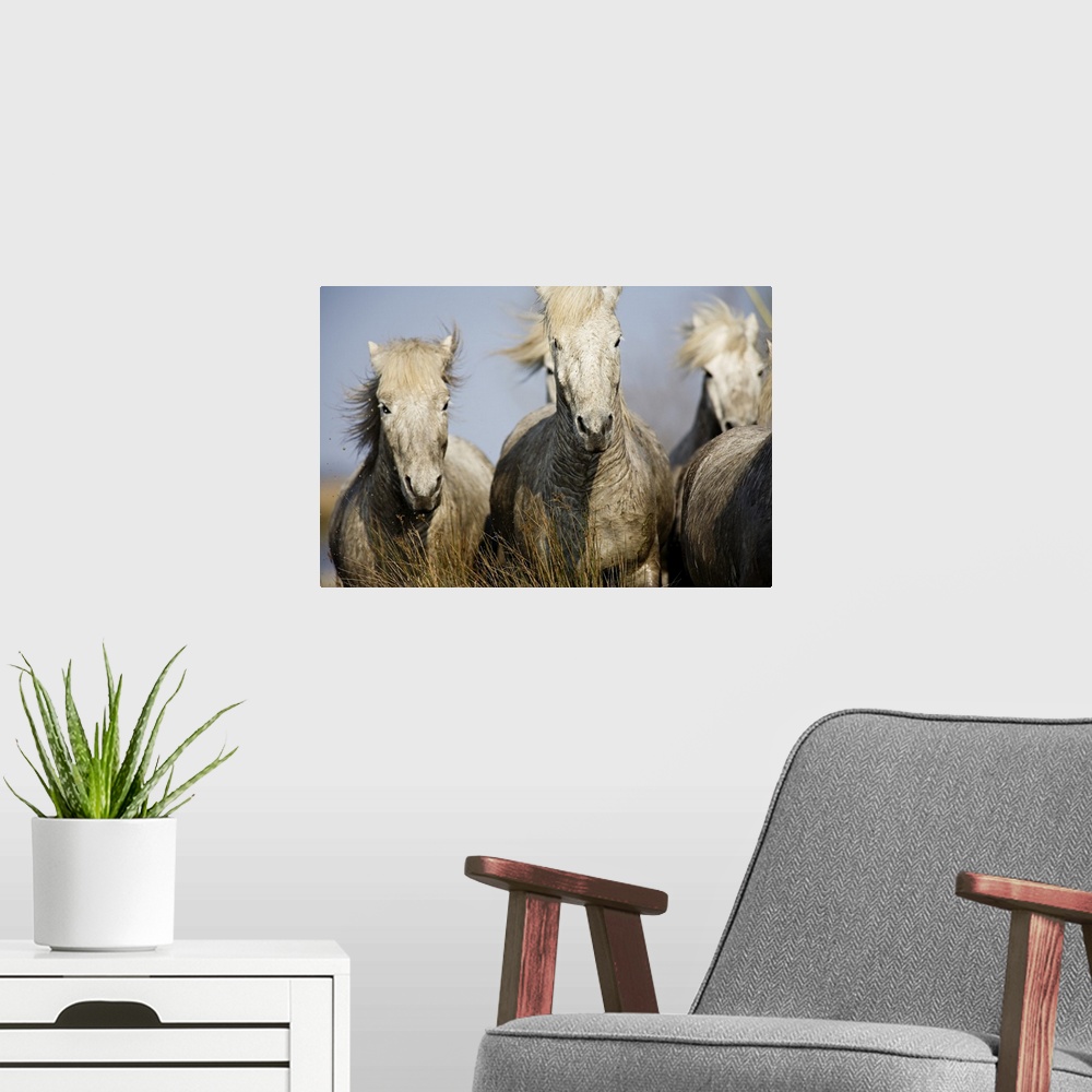 A modern room featuring Camargue horses running at sunset, Arles, France