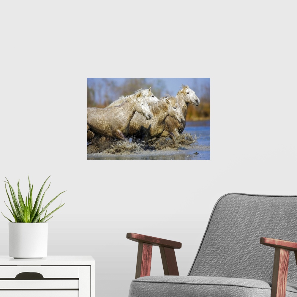 A modern room featuring Camargue horses running in the water at sunset, Arles, France