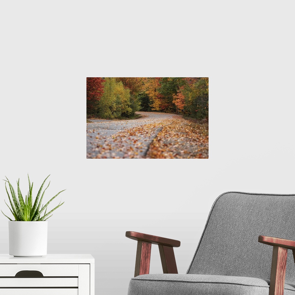 A modern room featuring Country road with fall color  in Acadia National Park