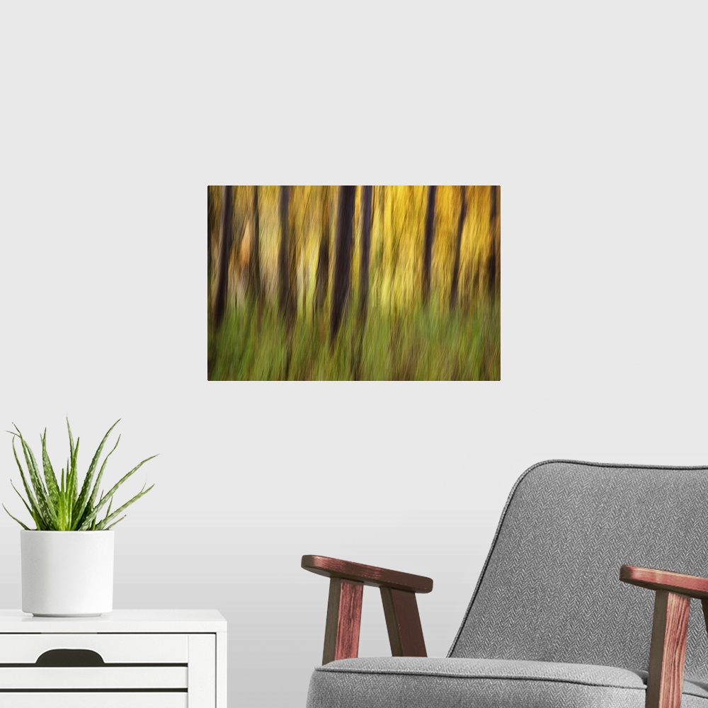 A modern room featuring Blurred motion photograph of a forest with green ferns.