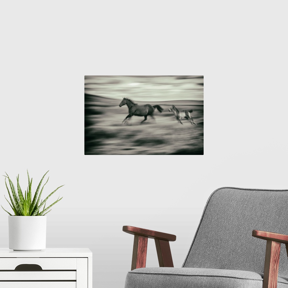 A modern room featuring Horse and foal running on a farm in the Palouse, Washington