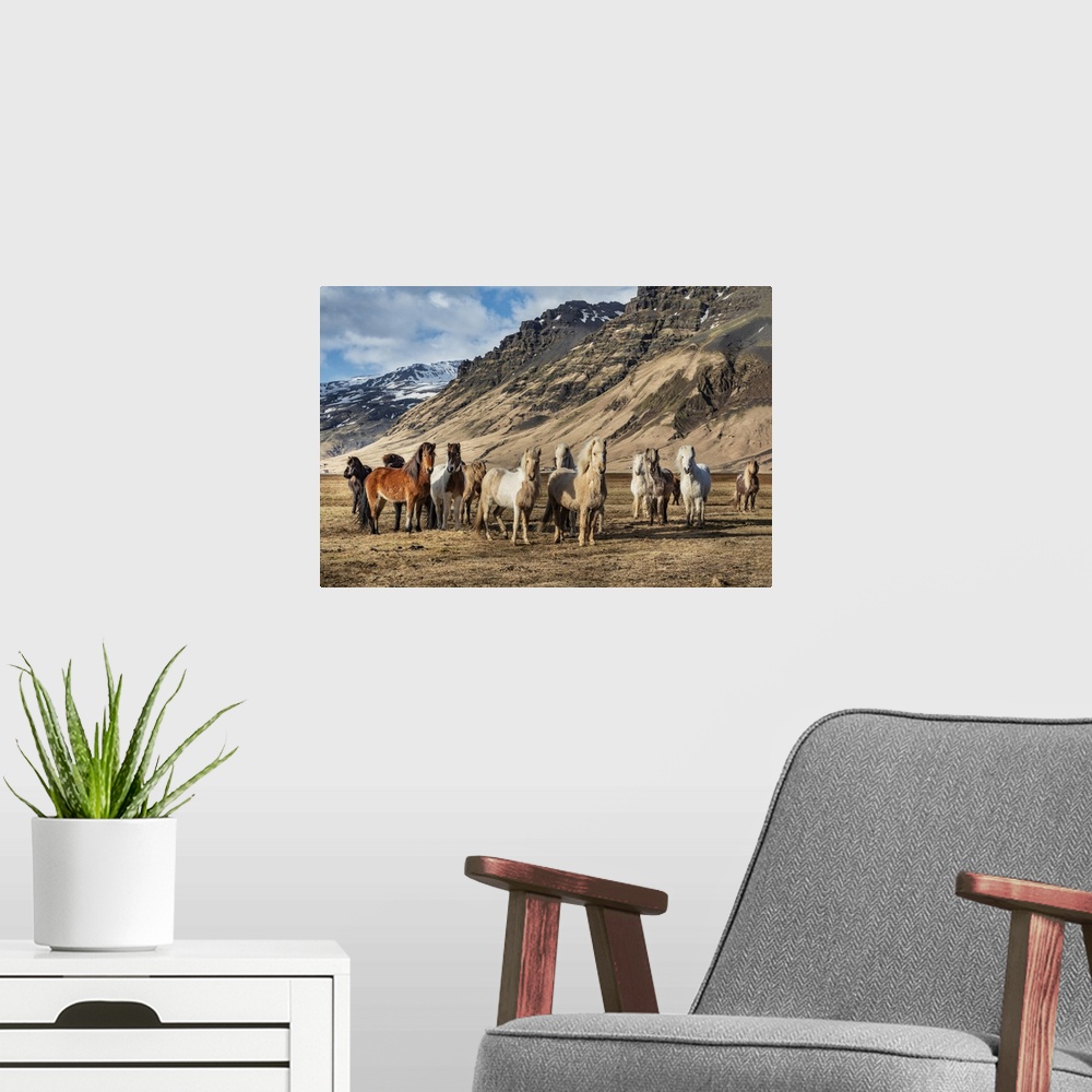 A modern room featuring Icelandic horses in the countryside of Iceland.