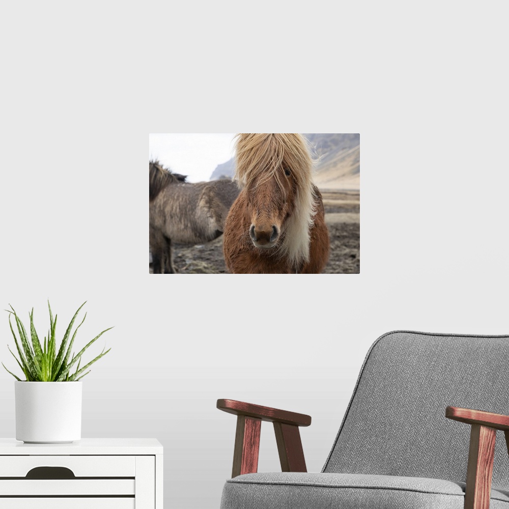 A modern room featuring Close up of an Icelandic horse in the countryside of Iceland.