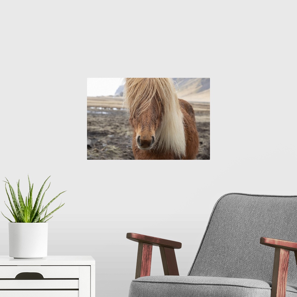 A modern room featuring Close up of an Icelandic horse in the countryside of Iceland.