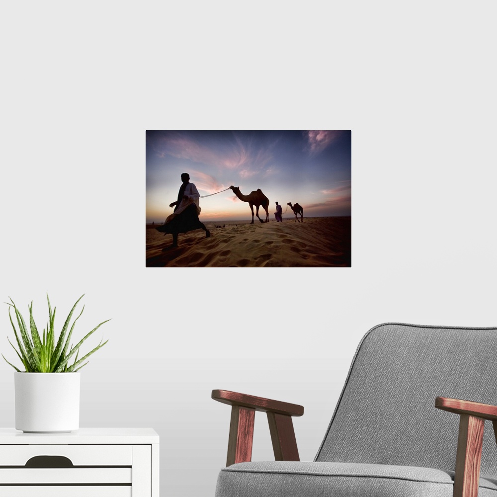 A modern room featuring India Camels and their owners at sunset, Rajistan, India