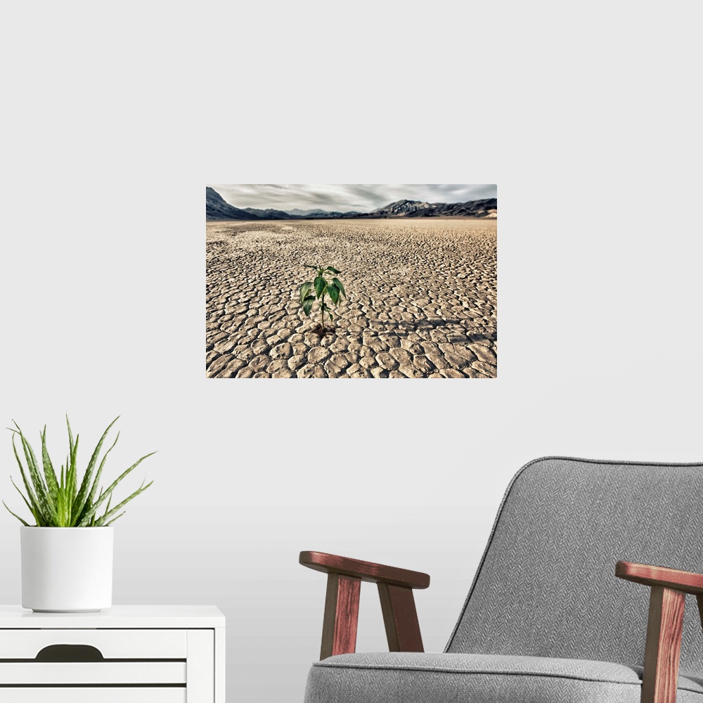A modern room featuring Lone plant trying to grow in the racetrack at Death Valley National Park