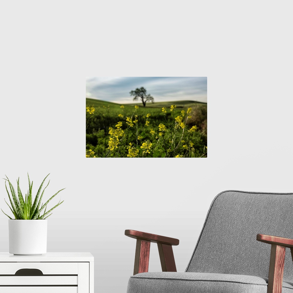 A modern room featuring Lone tree and yellow flowers in the Palouse, Washington.
