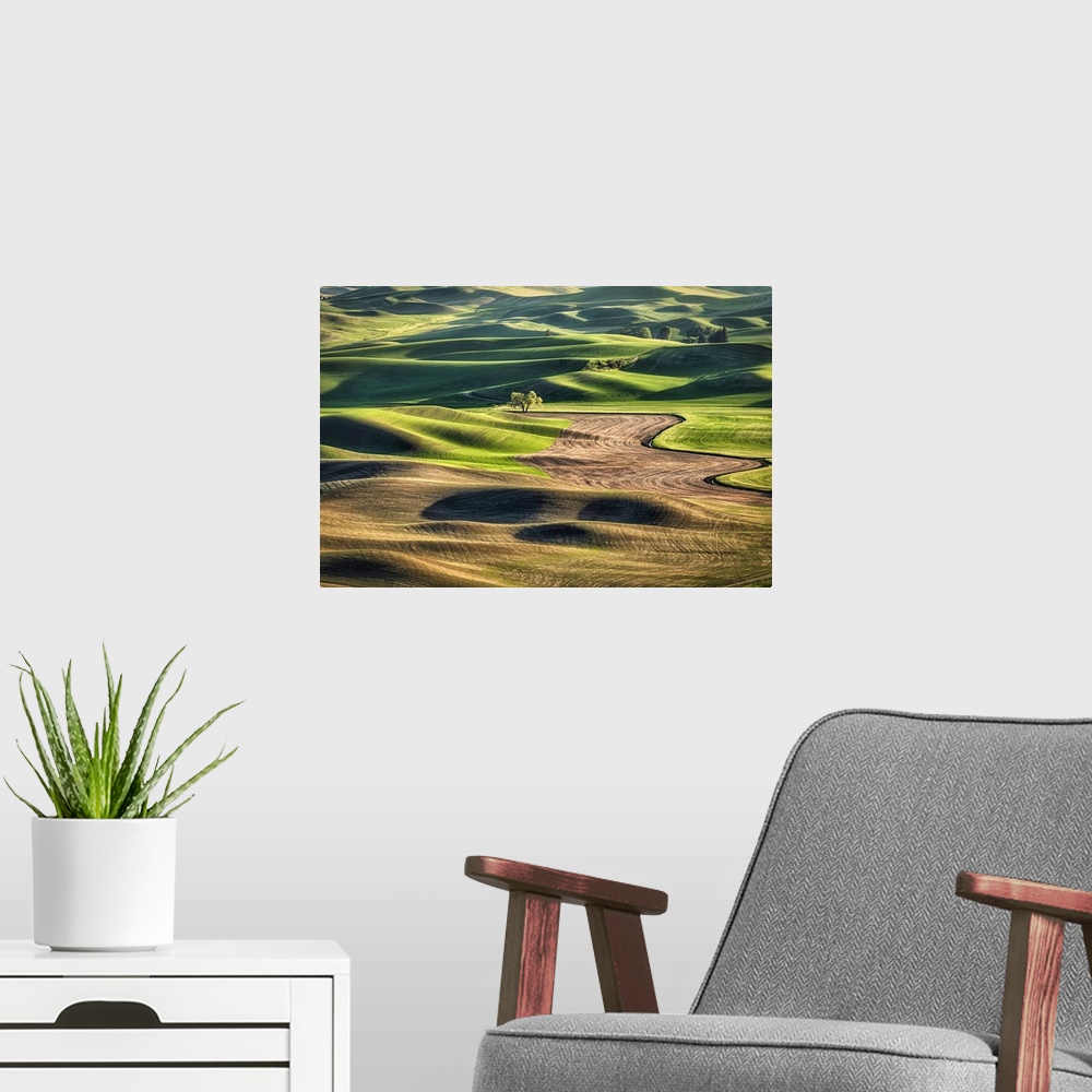 A modern room featuring Lone tree in the rolling, landscape, wheat fields of the Palouse.