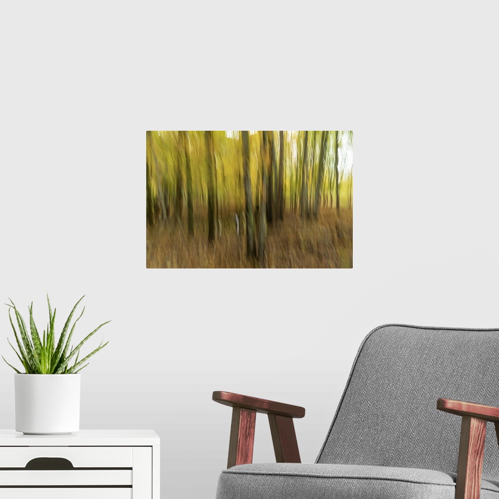 A modern room featuring Motion blur of trees in Acadia National Park