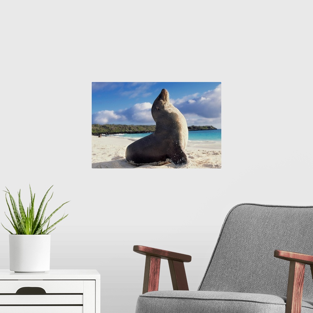 A modern room featuring Seal on the Galapagos Beach