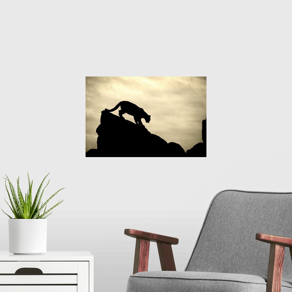 A modern room featuring Silhouette of Mountian Lion on rocks at sunset, Yosemite, California
