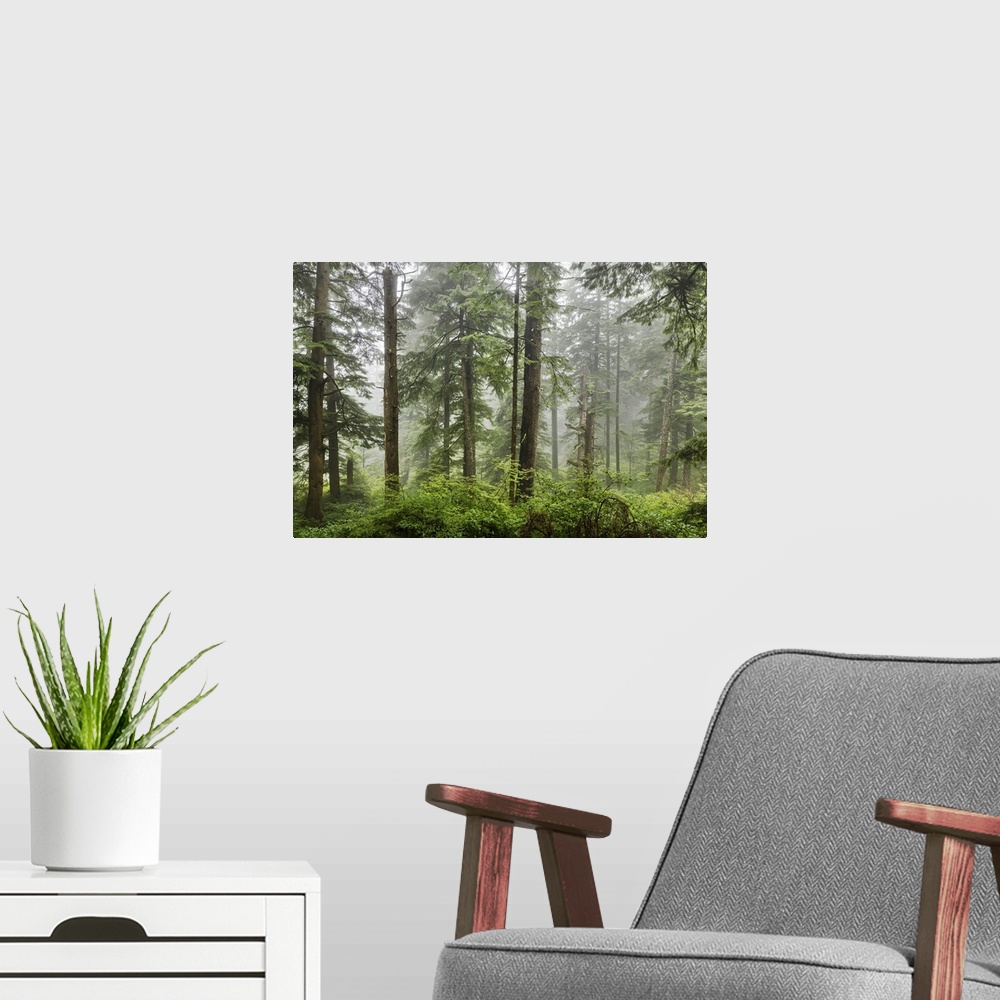 A modern room featuring The beautiful forests on the Oregon Coast with fog.