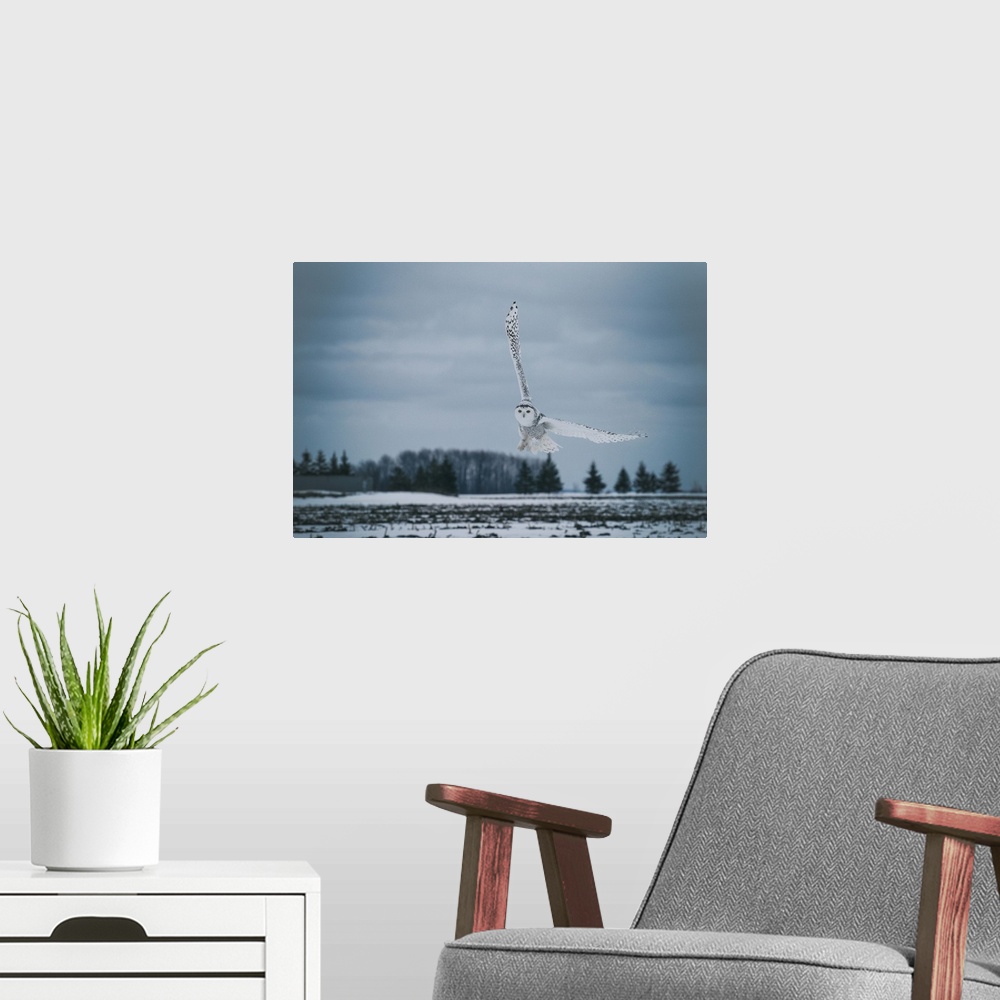 A modern room featuring The Snowy Owls of Canada