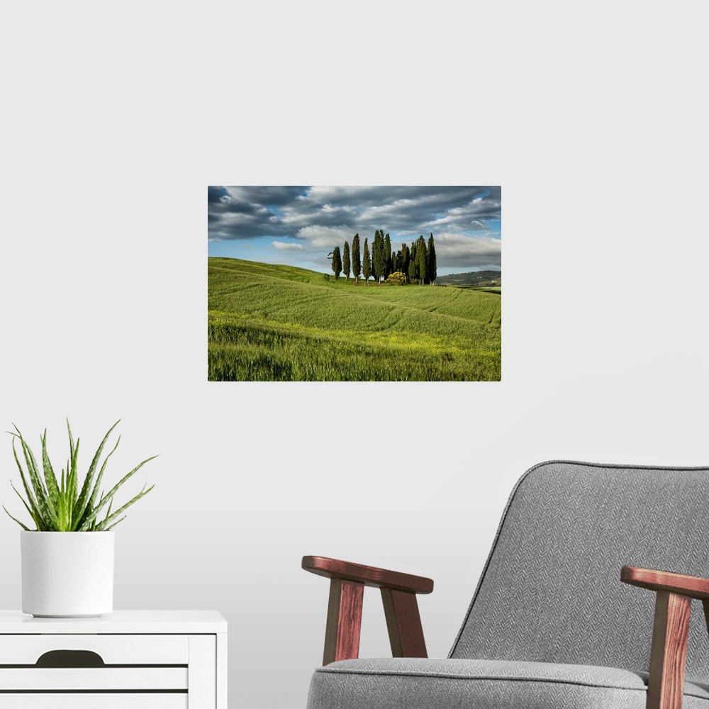 A modern room featuring The trees of Val D'Orcia in Tuscany.