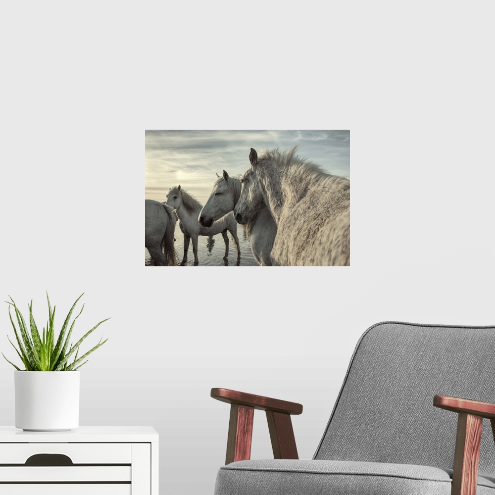 A modern room featuring The White Horses of the Camargue by the water in the South of France.